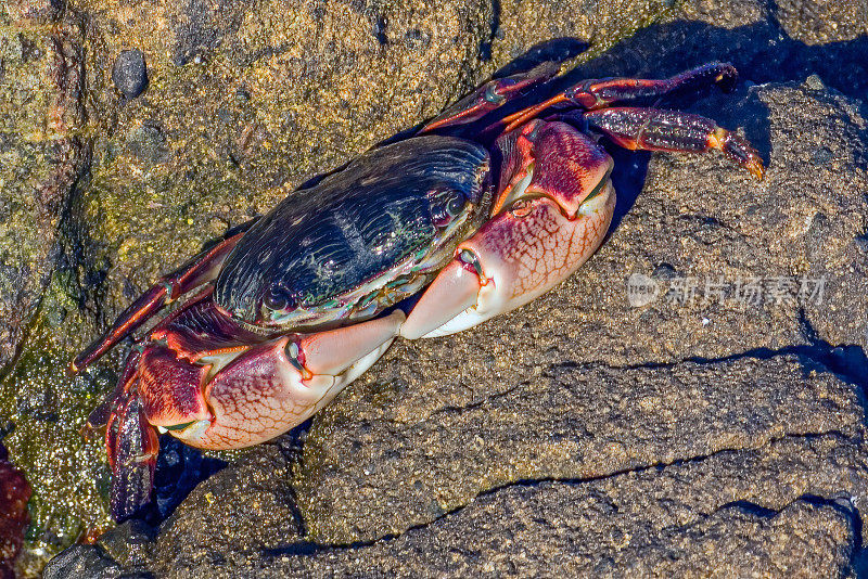 加州盐点州立公园的滨蟹(Pachygrapsus crassipes);节肢动物、甲壳动物、大足动物、葡萄科